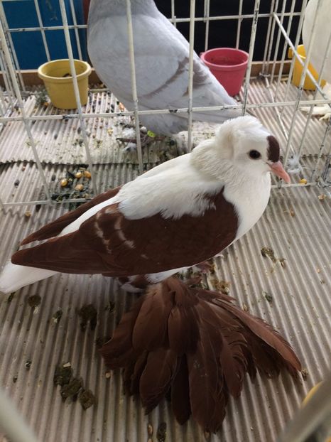  - Expozitie Codlea - Brasov 2017