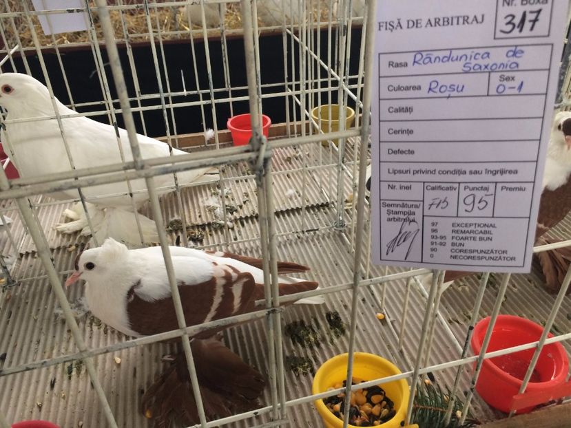  - Expozitie Codlea - Brasov 2017