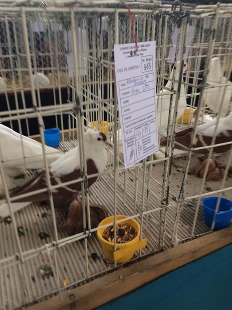  - Expozitie Codlea - Brasov 2017