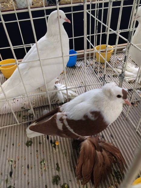  - Expozitie Codlea - Brasov 2017