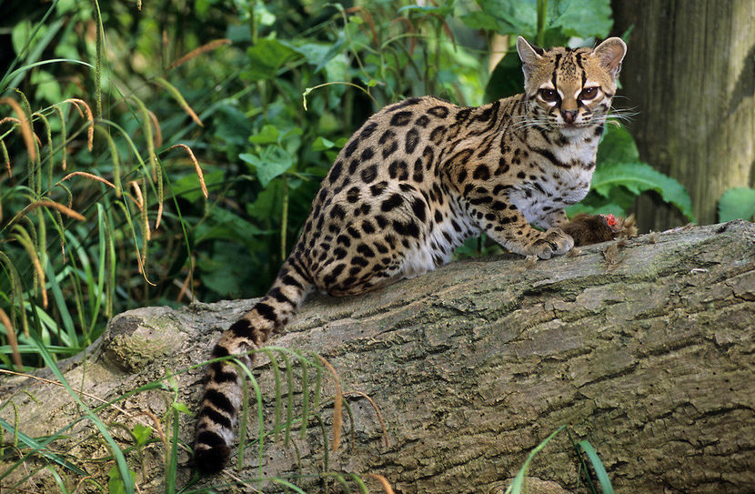 Margay-MMAR003 - Animale in lume