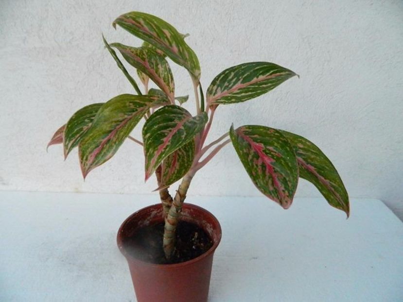 Aglaonema Hot Lady - 003-1 Aglaonema- planta intunericului
