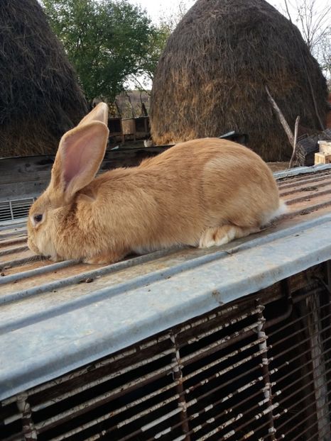  - Iepuri urias german 2017