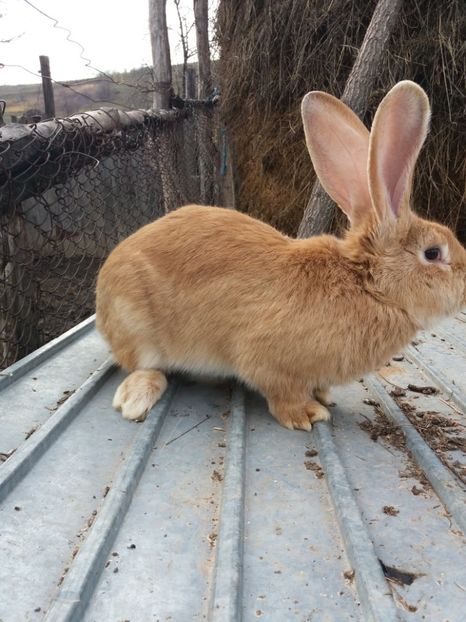 F 3 - Iepuri urias german 2017