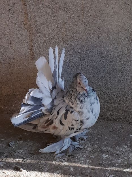  - Voltati indieni matca 2018