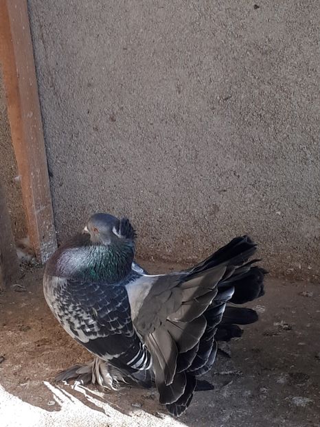  - Voltati indieni matca 2018