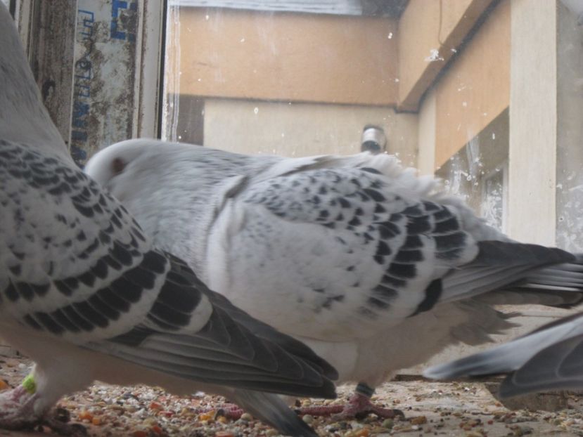 MASC 2017 - TINERET 2017