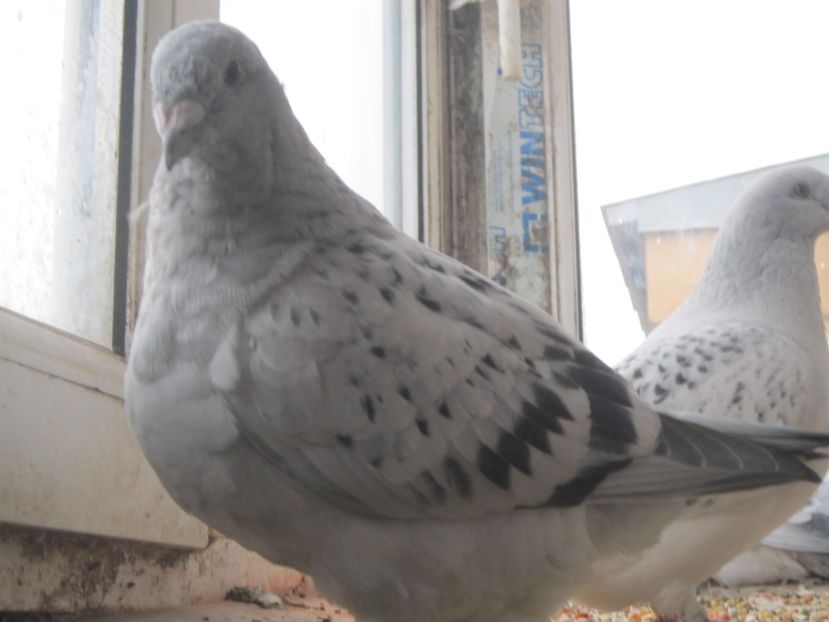 F 2017 - TINERET 2017