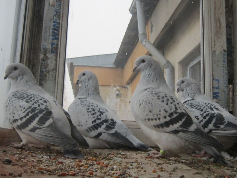 4 PENTRU 2018 - TINERET 2017