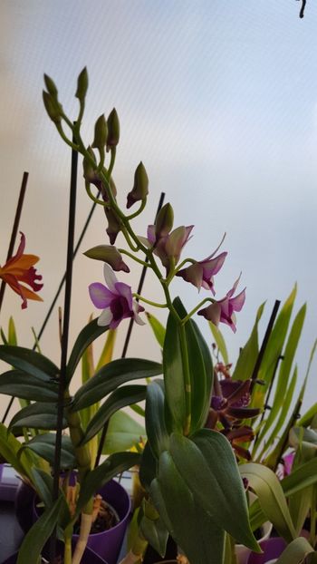 Dendrobium - Orhidee
