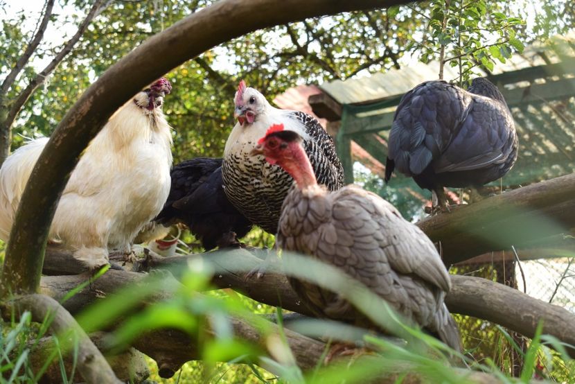 brakel argintiu - Brakel argintiu