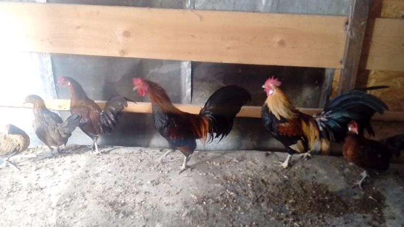  - Matca de găini pitice 2018