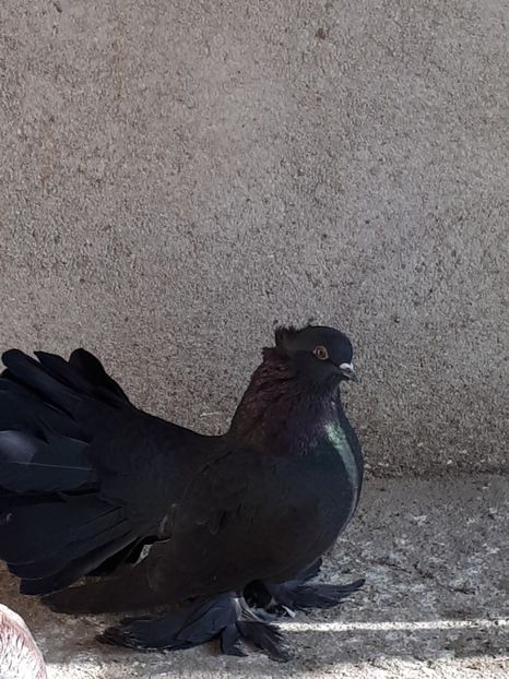  - Voltati indieni matca 2018