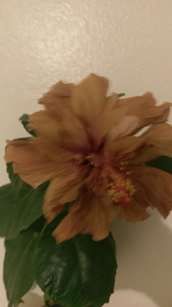  - Hibiscus 2017