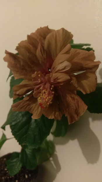  - Hibiscus 2017