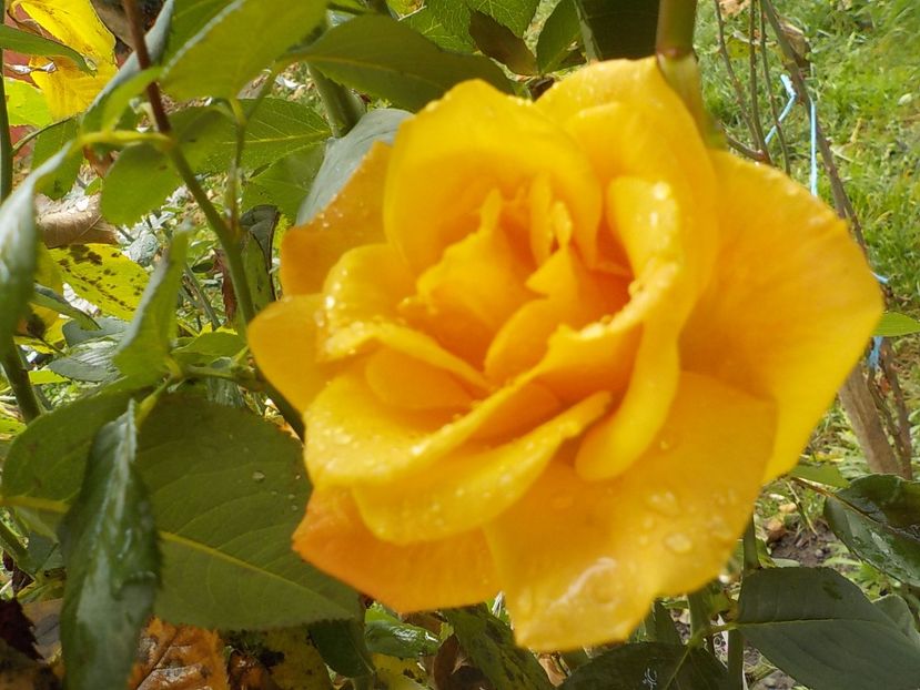  - Flori noiembrie 2017