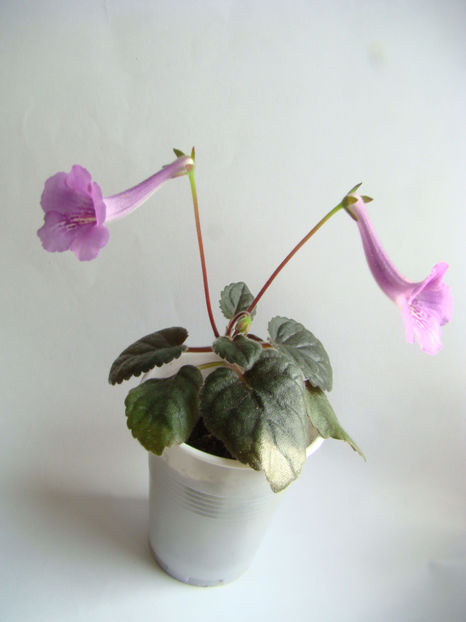 Mini sinningia-MC`s-Blue-Swan - Minisinningia MCs Blue Swan