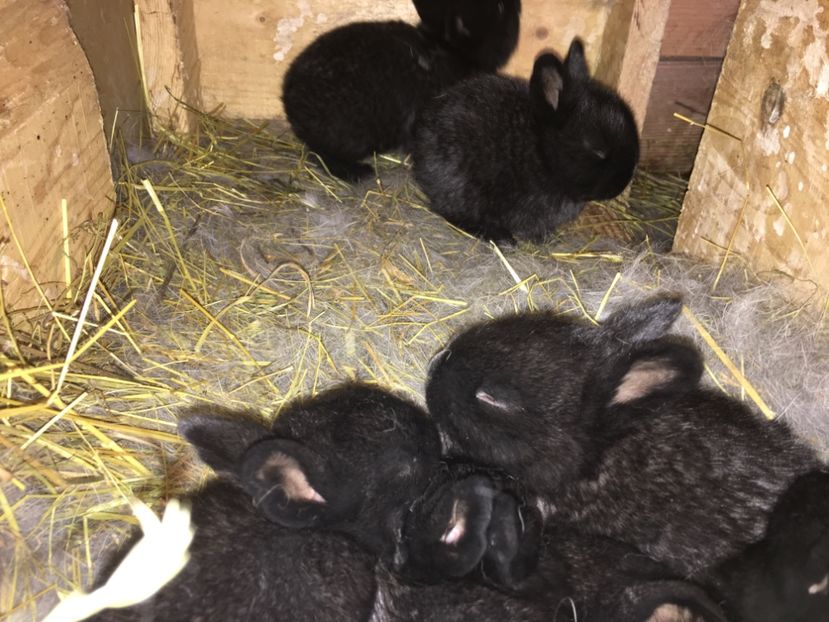 7 puișori in 12.11.2017 - 2 Cuib 21-10-2017 - 7 pui