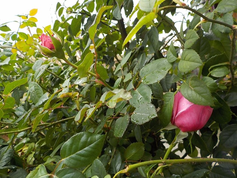  - Flori noiembrie 2017