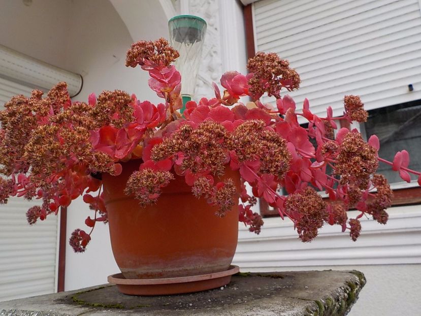  - sedum sieboldii