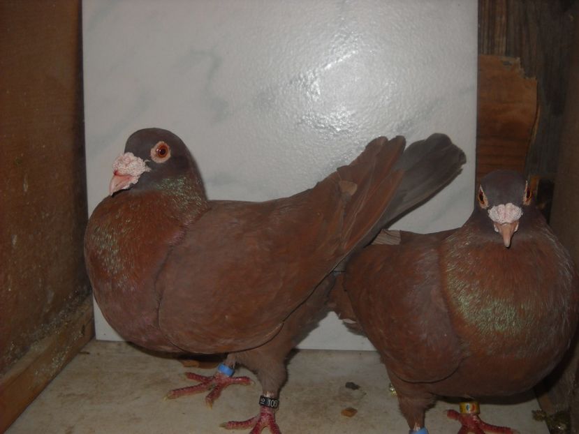 PER. - PORUMBEI VANDUTI