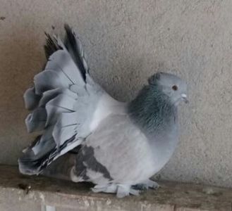  - Voltati indieni matca 2018