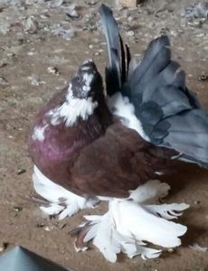  - Voltati indieni matca 2018