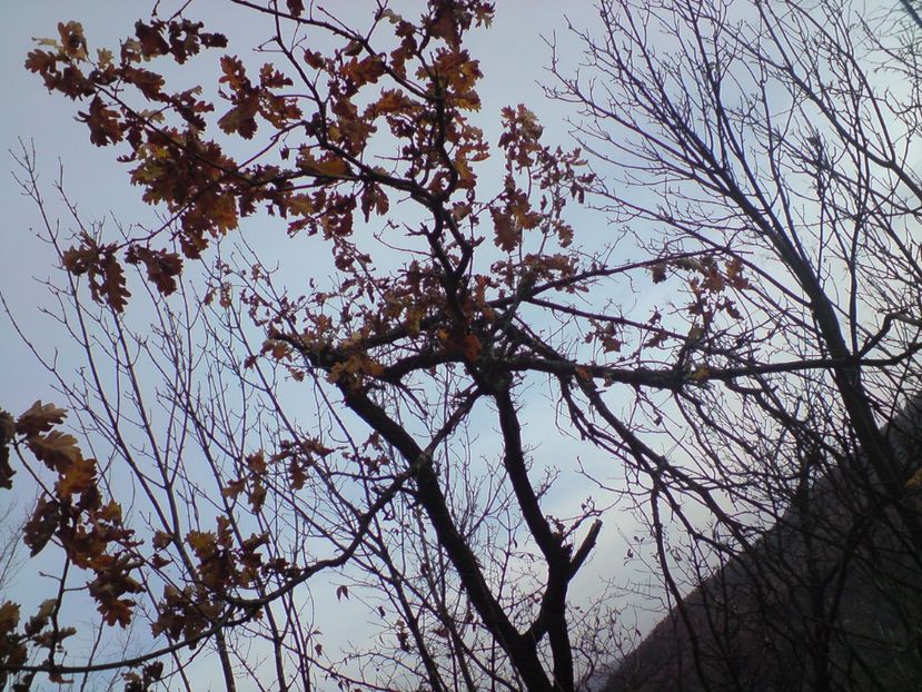  - Toamna in padure