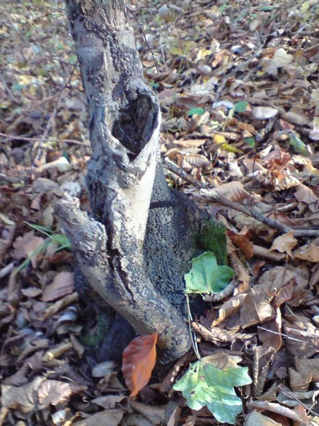  - Toamna in padure