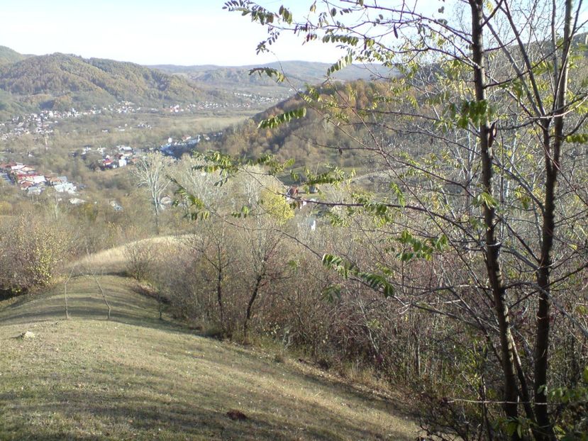  - Toamna in padure