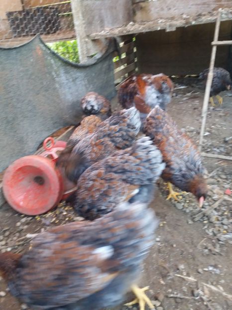  - Wiandotte Auriu-Albastru 2017