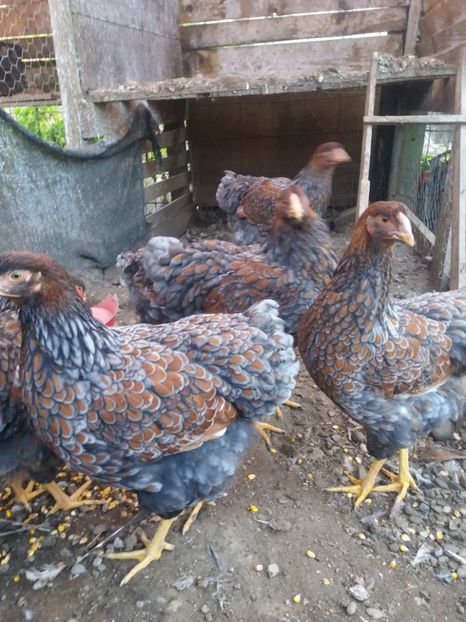  - Wiandotte Auriu-Albastru 2017