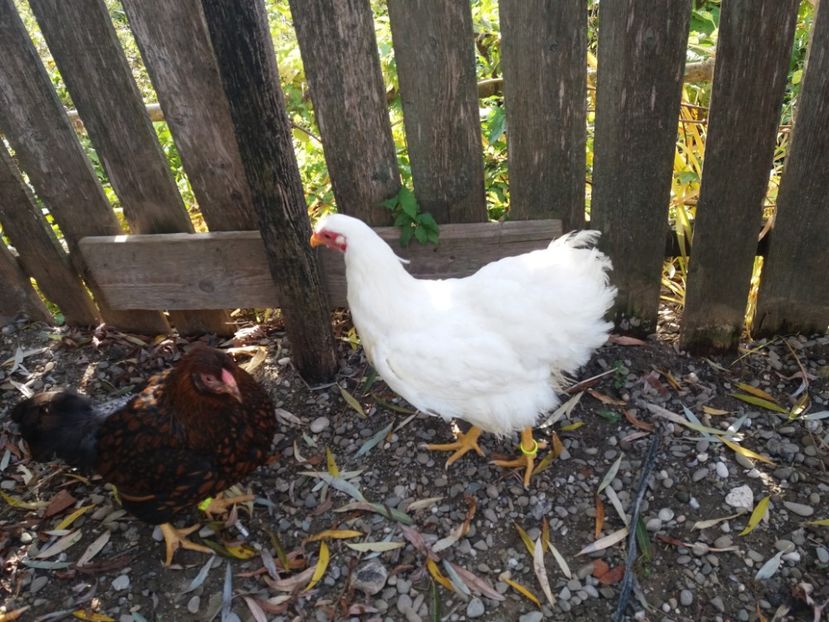  - Wiandotte Alb 2017