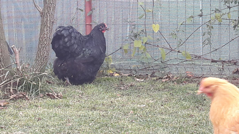  - 1 ORPINGTON NEGRU 2016-2018