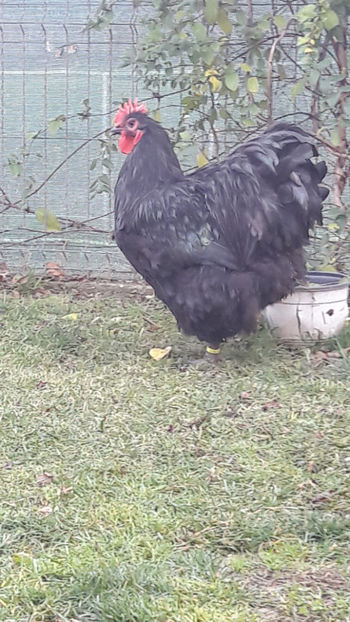  - 1 ORPINGTON NEGRU 2016-2018