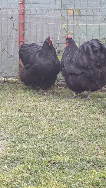  - 1 ORPINGTON NEGRU 2016-2018