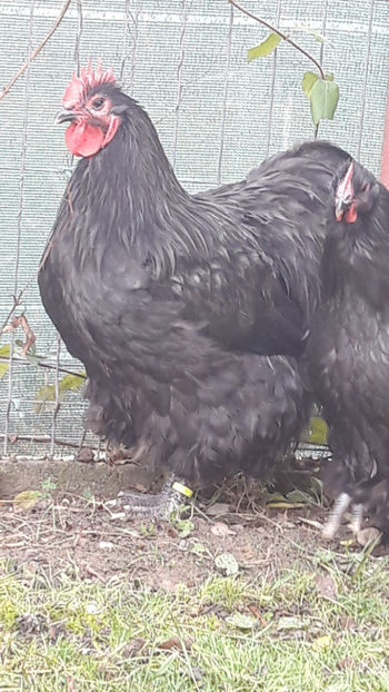  - 1 ORPINGTON NEGRU 2016-2018