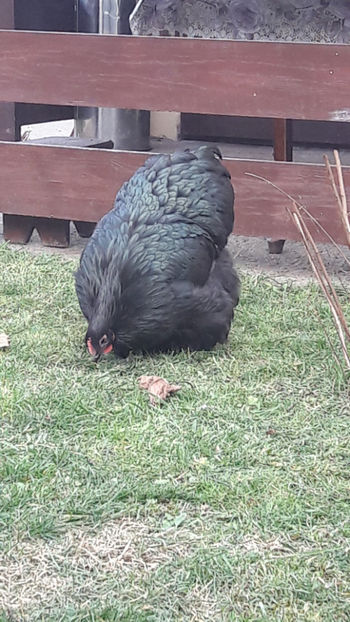  - 1 ORPINGTON NEGRU 2016-2018