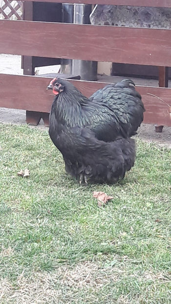  - 1 ORPINGTON NEGRU 2016-2018