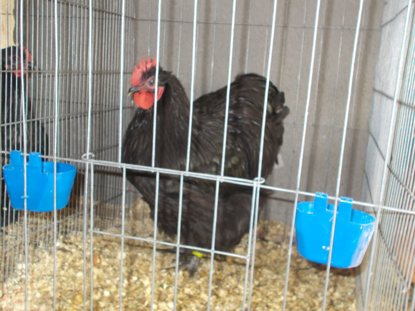  - 1 ORPINGTON NEGRU 2016-2018