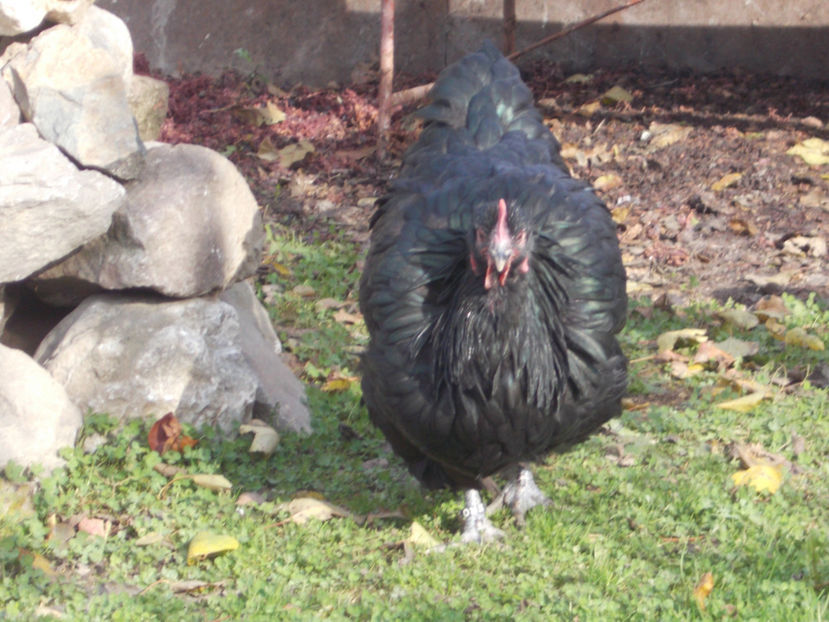  - 1 ORPINGTON NEGRU 2016-2018