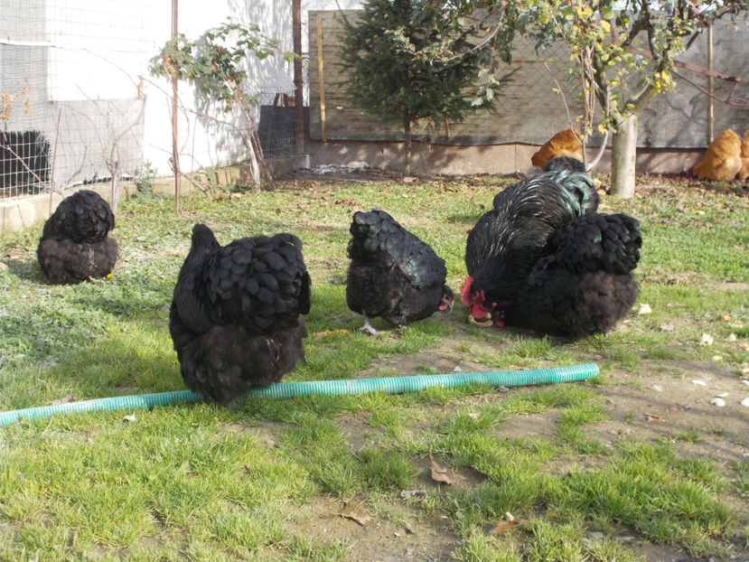  - 1 ORPINGTON NEGRU 2016-2018