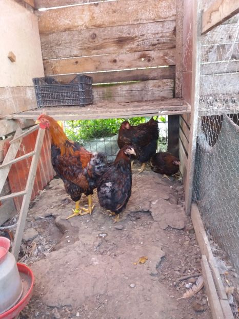  - Wiandotte Auriu-Negru 2017