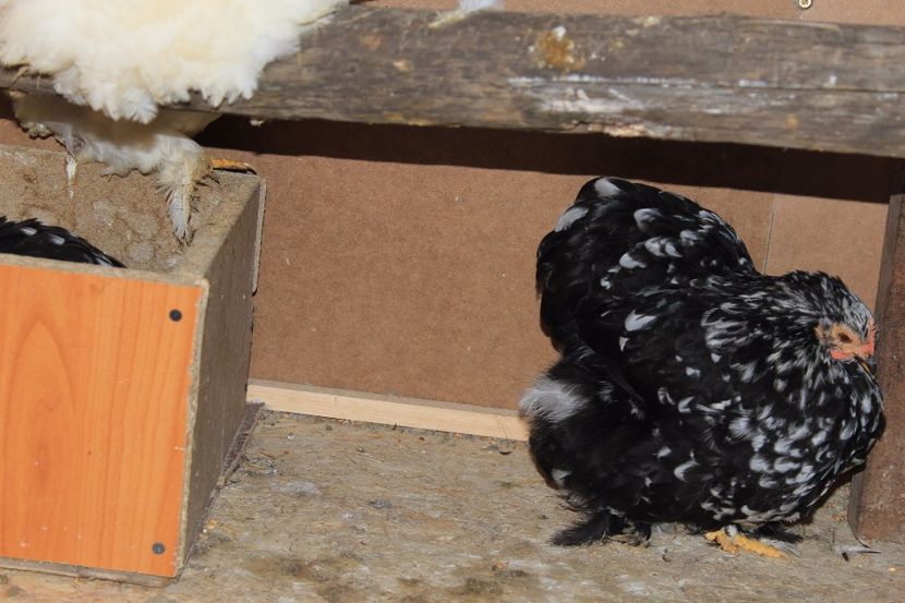 20171112113558_IMG_0350 - Cochinchina pitic bobat pentru 2018