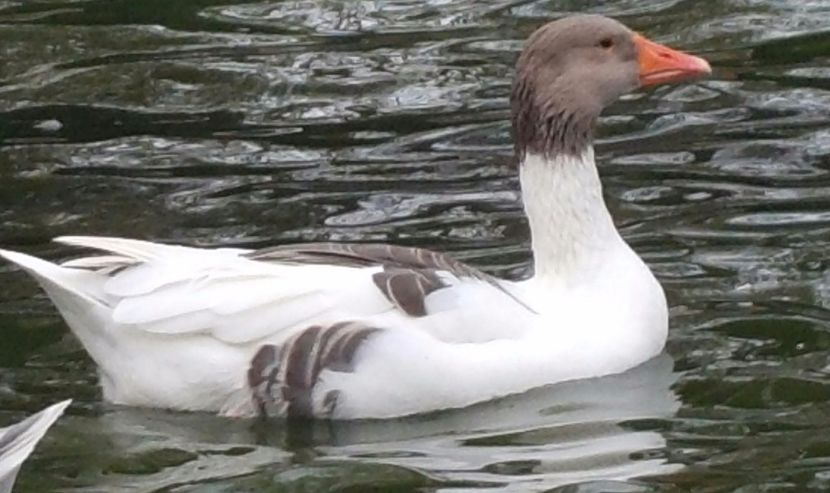 Gâscă 2017 Nr. 4 - F-Gâşte Românești