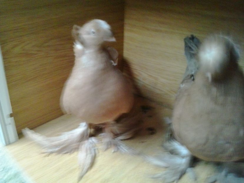 2017-11-12 15.01.19 - GENETICA