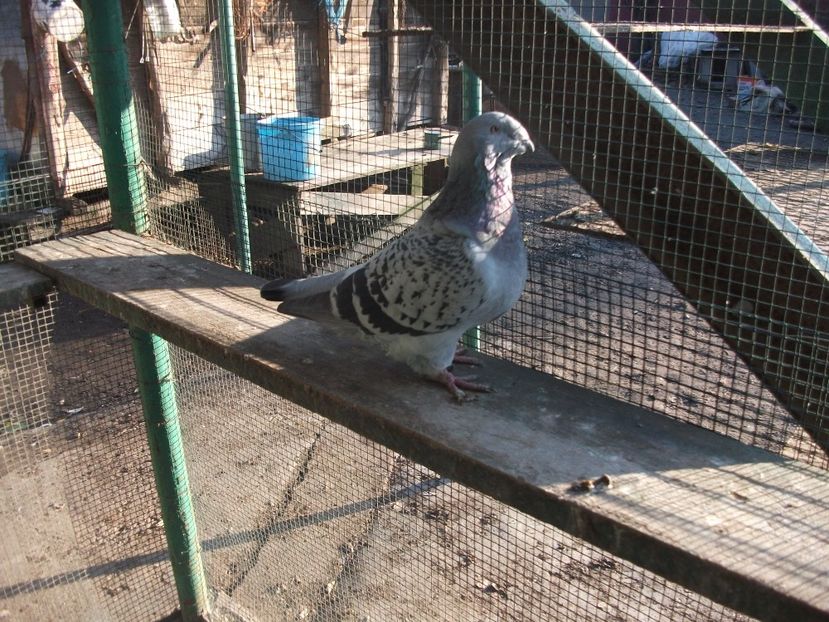 fata - porumbei 2017