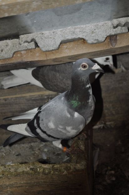 _DSC0518 - De vanzare