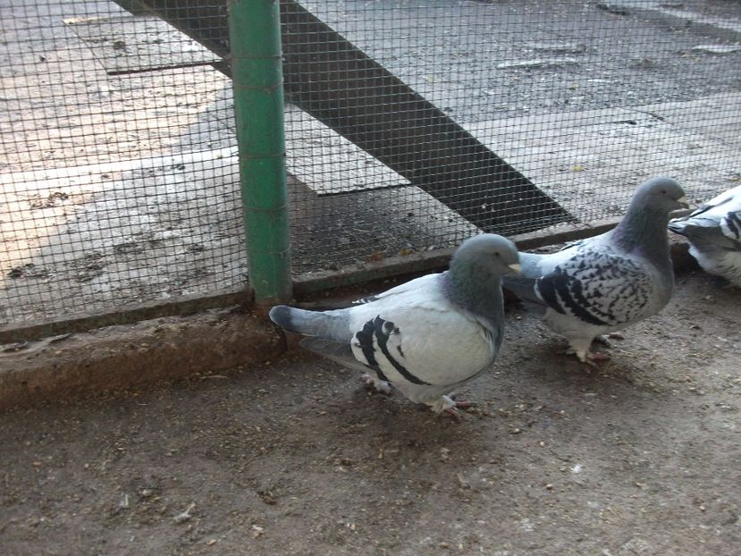 fete - porumbei 2017