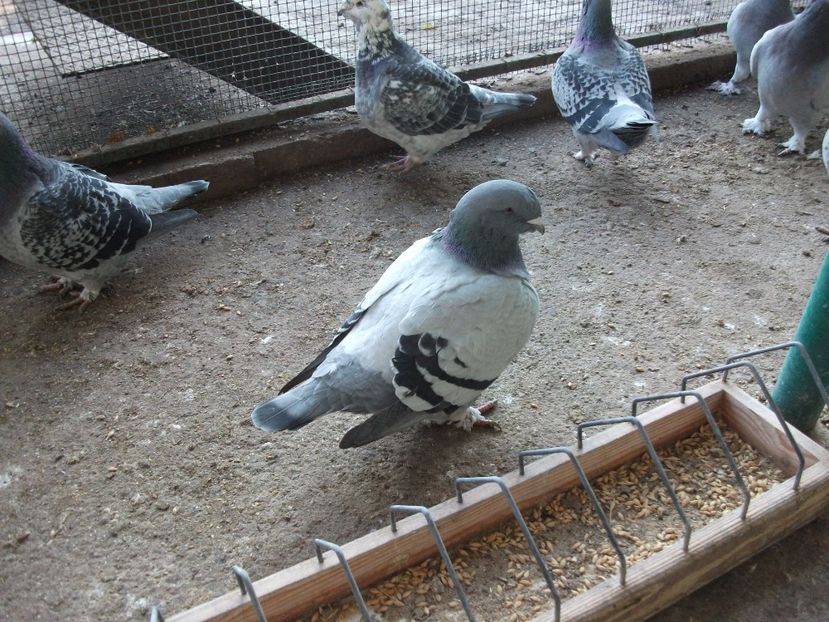 fata - porumbei 2017